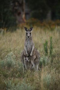 Kangaroo Mob