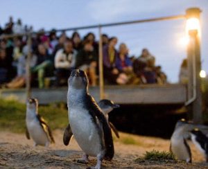 Penguin Island