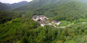 Timeless Temples, Timeless Forests