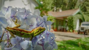 Nilgiris: A Shared Wilderness