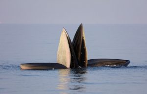 Ark of Bryde's Whale