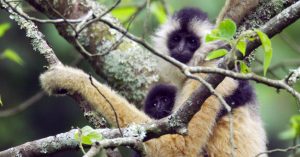 Ark of Cao-Viet Gibbon