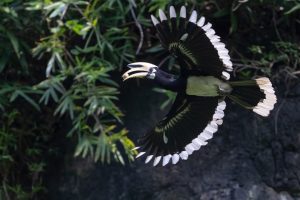 The Legend of the Oriental Pied Hornbill