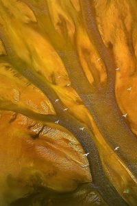 Life at the Yellow River Delta