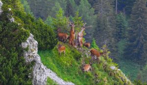 Into The Carpathian Wild